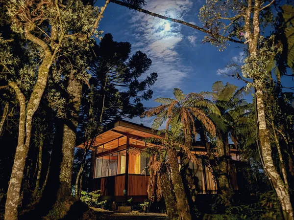 Entrada da cabana iluminada sob as estrelas, entre araucárias
