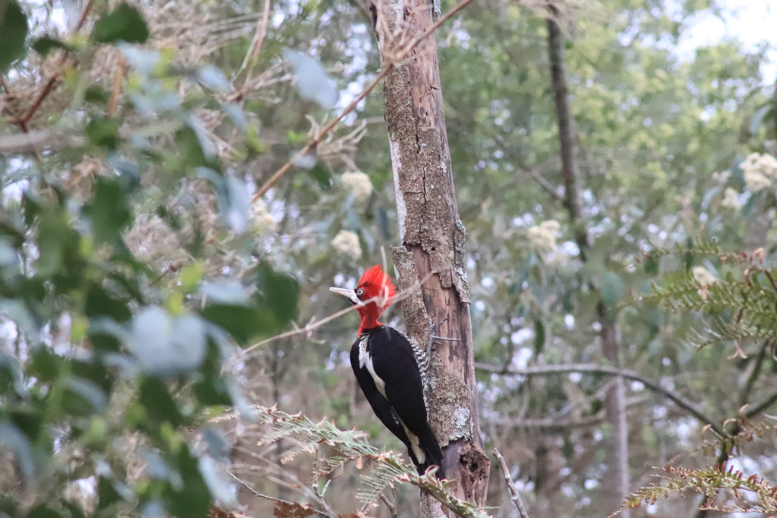IMG_4260 - Serenus Forest Glass House