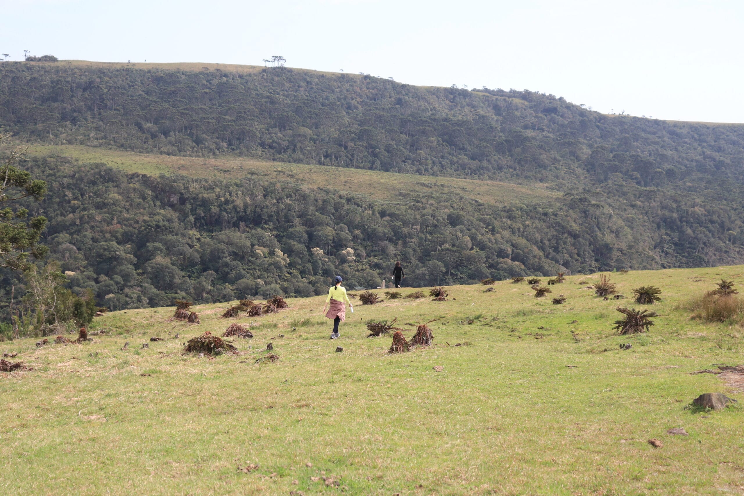 IMG_4694 - Serenus Forest Glass House
