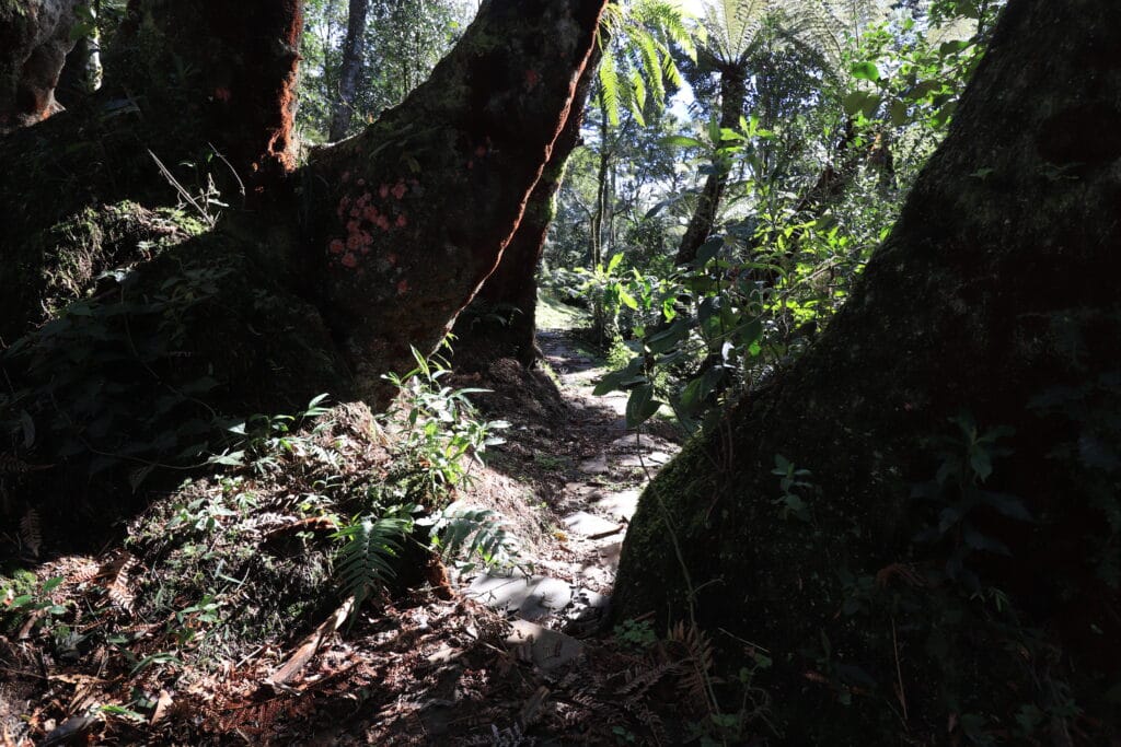 Jardim Serenus em Urubici: O Refúgio dos Xaxins Centenários - Serenus House Imagem de um jardim exuberante em Urubici, com grandes xaxins centenários, em um ambiente tranquilo e natural.